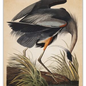 Vintage Blue Heron Wall Art Print: 11x14 Unframed Bird Wall Decor Poster for Home, Office, Dorm, Farmhouse, Bedroom & Living Room | Creative Housewarming Gift Idea for Bird and Nature Lovers