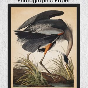 Vintage Blue Heron Wall Art Print: 11x14 Unframed Bird Wall Decor Poster for Home, Office, Dorm, Farmhouse, Bedroom & Living Room | Creative Housewarming Gift Idea for Bird and Nature Lovers