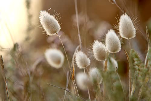 30 Bunny Tails Ornamental Grass Seeds for Planting, Dried Flowers, Crafts, Lagarus Ovatus - Ships from Iowa, USA