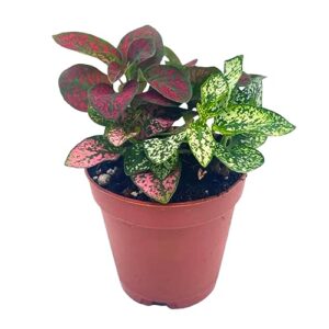 polka-dot-plant, hypoestes phyllostachya, live in a 2 inch pot tiny mini pixie plant