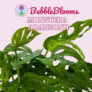 Monstera Adansonii Swiss Cheese Plant, Live in a 4 inch Pot by BubbleBlooms