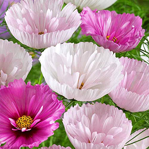 Outsidepride 50 Seeds Annual Cosmos Bipannatus Cupcakes Blush Cut Flower Seed Mix for Planting