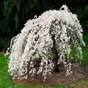 Weeping Cherry Tree - Live Plant - 6-12" Tall Seedling - 3" Pot - Ships Potted - *No Shipping to C.A