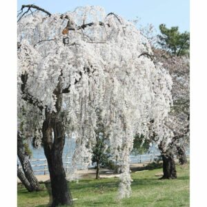 Weeping Cherry Tree - Live Plant - 6-12" Tall Seedling - 3" Pot - Ships Potted - *No Shipping to C.A