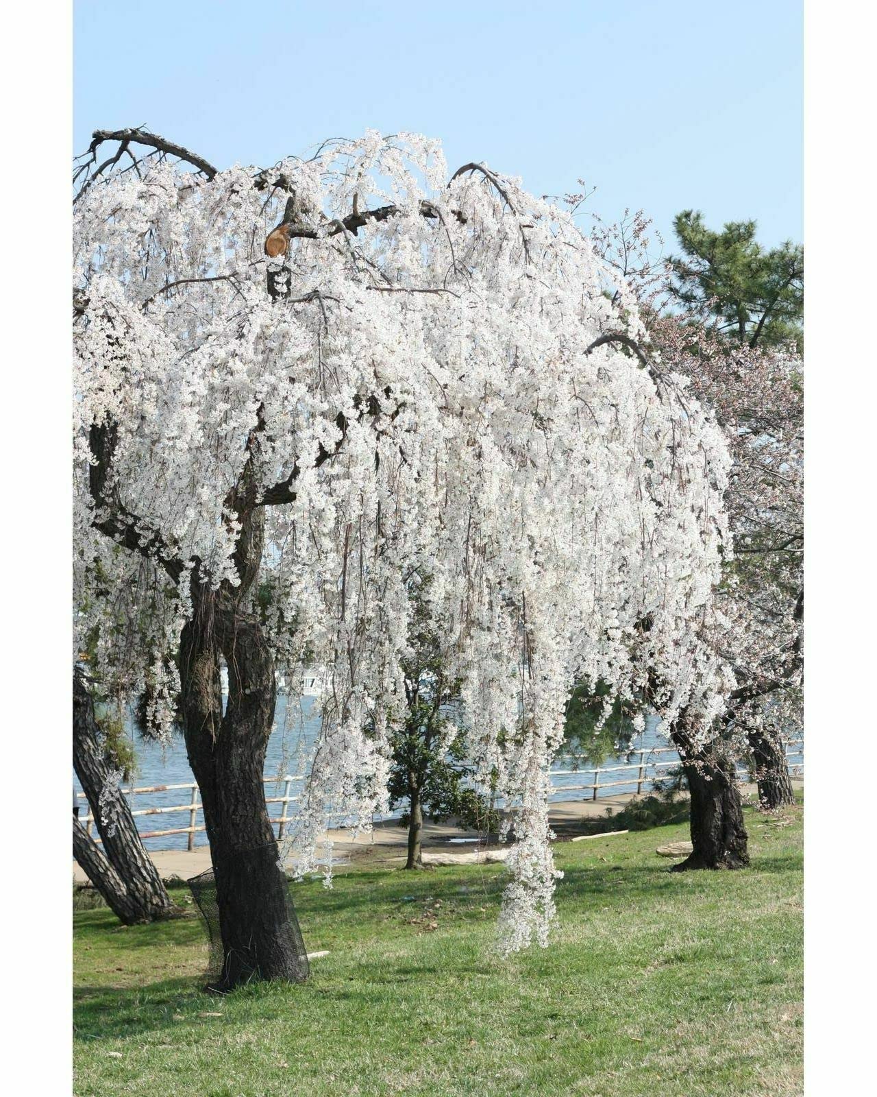 Weeping Cherry Tree - Live Plant - 6-12" Tall Seedling - 3" Pot - Ships Potted - *No Shipping to C.A