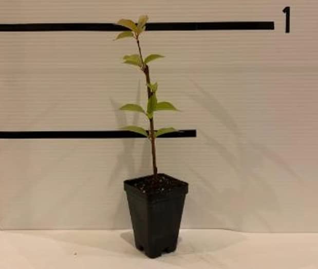 Weeping Cherry Tree - Live Plant - 6-12" Tall Seedling - 3" Pot - Ships Potted - *No Shipping to C.A
