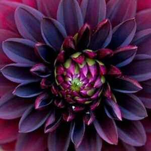 vaacnee 100pcs black ruby beauty dahlia flower seeds exotic fresh seeds