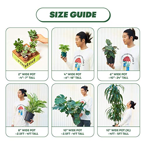 Rooted Swiss Cheese Vine, Monstera Adansonii, Live, Live Indoor, Home Decor, Easy to Grow, Easy to Care, Outdoor Garden and Low Maintenance Houseplant, 4 inch Pot