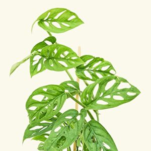 Rooted Swiss Cheese Vine, Monstera Adansonii, Live, Live Indoor, Home Decor, Easy to Grow, Easy to Care, Outdoor Garden and Low Maintenance Houseplant, 4 inch Pot