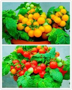 vaacnee 100 seeds indoor cherry tomato dwarf red and yellow tomato rare vegetable heirloom seeds