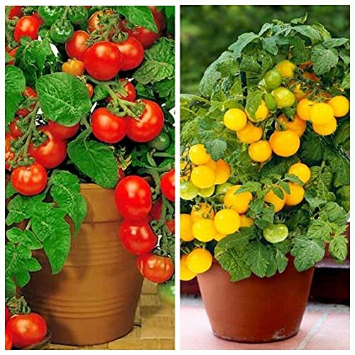 VAACNEE 100 Seeds Indoor Cherry Tomato Dwarf Red and Yellow Tomato Rare Vegetable Heirloom Seeds