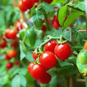 VAACNEE 100 Seeds Indoor Cherry Tomato Dwarf Red and Yellow Tomato Rare Vegetable Heirloom Seeds