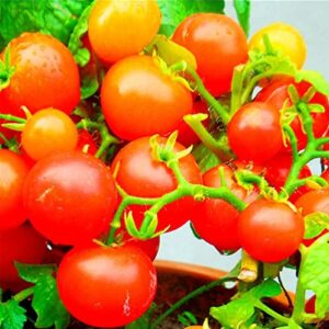 VAACNEE 100 Seeds Indoor Cherry Tomato Dwarf Red and Yellow Tomato Rare Vegetable Heirloom Seeds