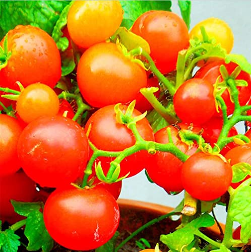 VAACNEE 100 Seeds Indoor Cherry Tomato Dwarf Red and Yellow Tomato Rare Vegetable Heirloom Seeds