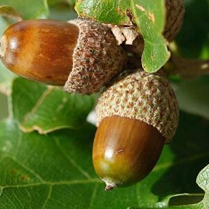 White Oak Tree Seeds for Planting | 5 Big Healthy Seeds | White Oak is Prized for Attractive Look and Wood