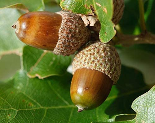 White Oak Tree Seeds for Planting | 5 Big Healthy Seeds | White Oak is Prized for Attractive Look and Wood