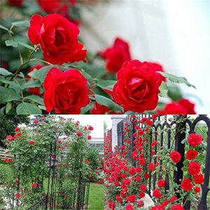 zcbang 100Pcs Mix Climbing Rose Rosa Bush Vine Climber Fragrant Butterfly Flower Seeds