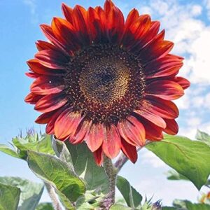 Red Sun Sunflower 50 Seeds - Helianthus Annuus Flowers to Plant, Eye Catching Non GMO Open Pollinated Decorative Plant, Red Sunflower Seeds for Planting