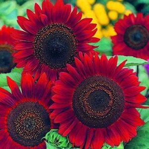 red sun sunflower 50 seeds - helianthus annuus flowers to plant, eye catching non gmo open pollinated decorative plant, red sunflower seeds for planting