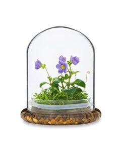 award winning: persian violet with sundew moss - live flower terrarium in self sustaining glass jar, maintenance free and blooms all-season, great unique gift and home decor, 100% growth guarantee