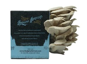 hodgins harvest extra-large oyster mushroom grow kit (7lbs) | usda certified organic | grow your own delicious gourmet mushrooms at home