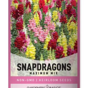 Snapdragon Seeds for Planting (Maximum Mix Snap Dragon) Annual Flower Heirloom, Non-GMO Variety- 400mg Seeds Great for Summer Seeds for Gardening Flowers Gardens by Gardeners Basics