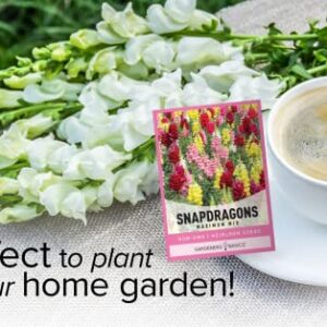 Snapdragon Seeds for Planting (Maximum Mix Snap Dragon) Annual Flower Heirloom, Non-GMO Variety- 400mg Seeds Great for Summer Seeds for Gardening Flowers Gardens by Gardeners Basics