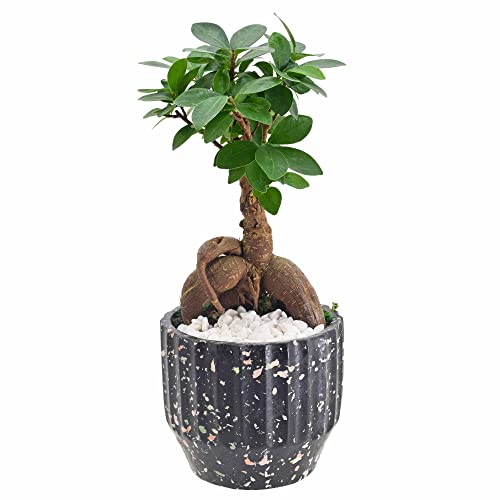 Arcadia Garden Products LV52 Ginseng Ficus Bonsai Live Indoor Plant in Speckled Splash Ceramic Planter for Home, Work, or Gift, Black