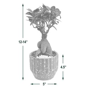 Arcadia Garden Products LV52 Ginseng Ficus Bonsai Live Indoor Plant in Speckled Splash Ceramic Planter for Home, Work, or Gift, Black