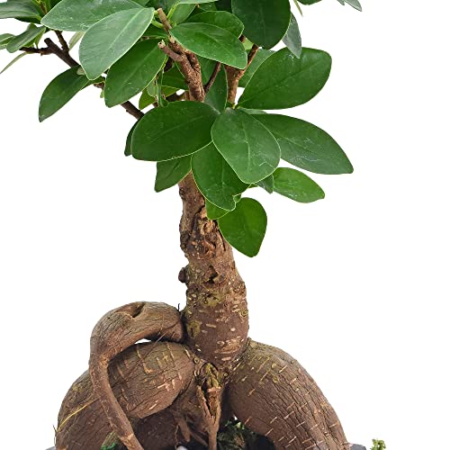 Arcadia Garden Products LV52 Ginseng Ficus Bonsai Live Indoor Plant in Speckled Splash Ceramic Planter for Home, Work, or Gift, Black