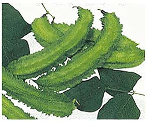 Winged Bean Seeds - Almost All Parts of The Plant are Edible. Once Considered The Food That Could Feed The Planet