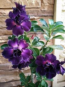 4 rare purple desert rose seeds adenium obesum flower perennial exotic tropical, potted plant & bonsai, easy to grow -qauzuy garden