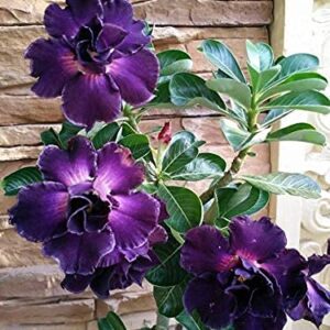 4 Rare Purple Desert Rose Seeds Adenium Obesum Flower Perennial Exotic Tropical, Potted Plant & Bonsai, Easy to Grow -QAUZUY GARDEN