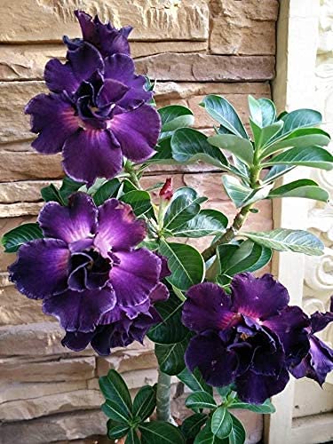 4 Rare Purple Desert Rose Seeds Adenium Obesum Flower Perennial Exotic Tropical, Potted Plant & Bonsai, Easy to Grow -QAUZUY GARDEN