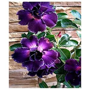 4 Rare Purple Desert Rose Seeds Adenium Obesum Flower Perennial Exotic Tropical, Potted Plant & Bonsai, Easy to Grow -QAUZUY GARDEN