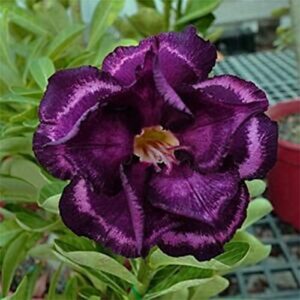 4 Rare Purple Desert Rose Seeds Adenium Obesum Flower Perennial Exotic Tropical, Potted Plant & Bonsai, Easy to Grow -QAUZUY GARDEN