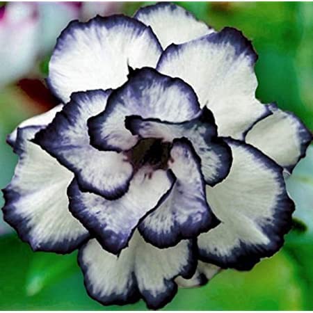 8 Black and White Desert Rose Seeds Adenium Obesum Exotic Tropical Flower Seed Flowers Bloom Perennial, Potted Plant & Bonsai, Easy to Grow-QAUZUY GARDEN