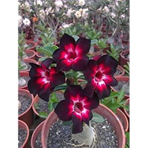 8 pink, black and white red desert rose seeds - adenium obesum flower perennial exotic seed bonsai flower-qauzuy garden
