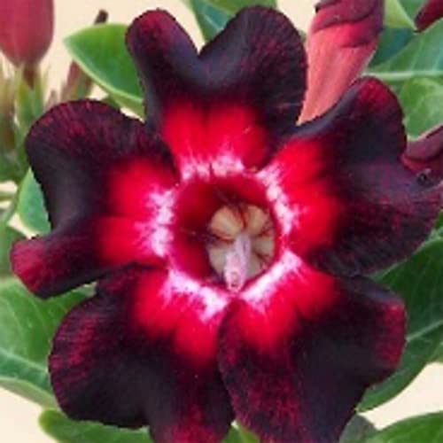 8 Pink, Black and White Red Desert Rose Seeds - Adenium Obesum Flower Perennial Exotic Seed Bonsai Flower-QAUZUY GARDEN