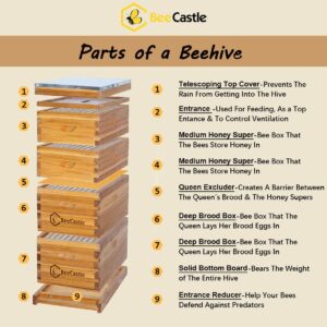 BeeCastle 10 Frame Langstroth Bee Hive Coated with 100% Beeswax Includes Beehive Frames and Waxed Foundations (2 Deep Boxes & 2 Medium Boxes)