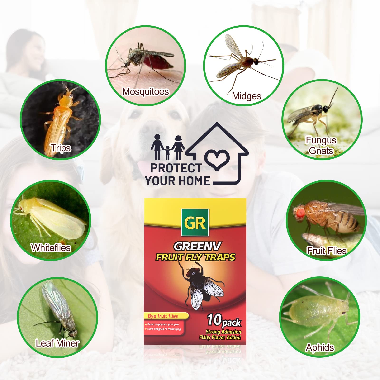 GreenV Fruit Fly Trap for Indoors 10Pack Fly Trap Indoor,Sticky Gnat Traps Fruit Fly Killer for Housefly,Mosquitoes, Spiders, Ants, Plants, White