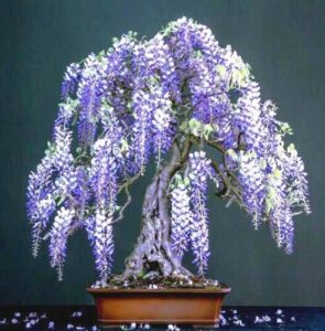 purple wisteria bonsai tree seeds, 10 pack - highly prized flowering bonsai, wisteria sinensis - 10 seeds to grow