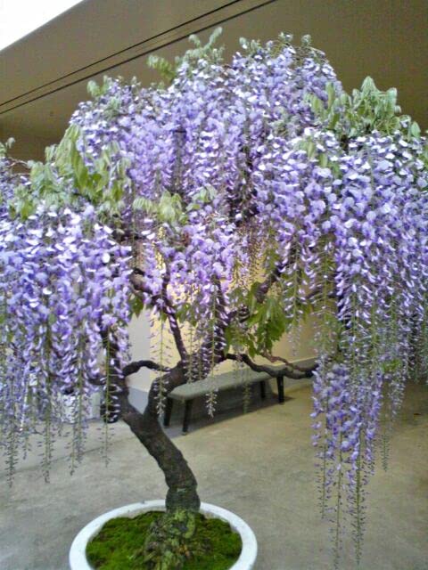 Purple Wisteria Bonsai Tree Seeds, 10 Pack - Highly Prized Flowering Bonsai, Wisteria sinensis - 10 Seeds to Grow