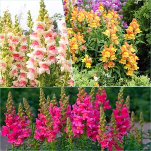 snapdragon seeds, 5000 flower seeds per packet (notswoh's seeds)