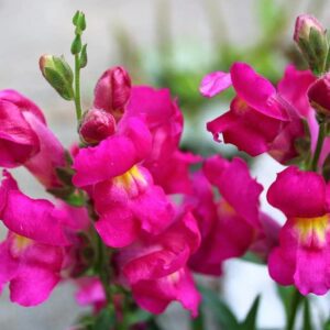 Snapdragon Seeds, 5000 Flower Seeds Per Packet (NOTSWOH's Seeds)