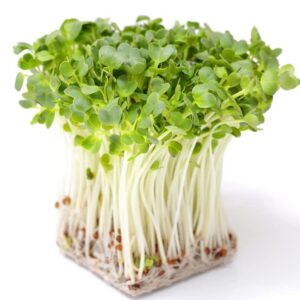 todd's seeds sprouting seed mix; broccoli, radish, alfalfa, non-gmo, chemical free, high germination (1/4 pound)