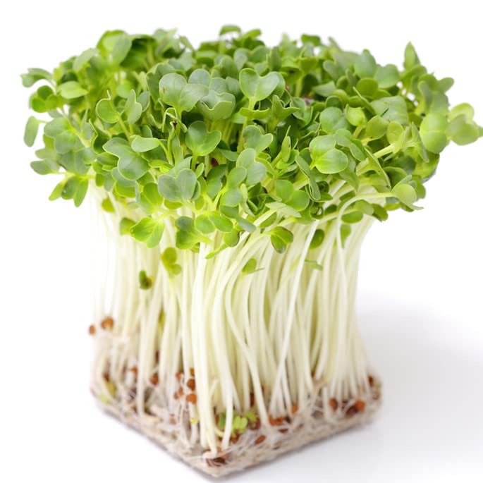 Todd's Seeds Sprouting Seed Mix; Broccoli, Radish, Alfalfa, Non-GMO, Chemical Free, High Germination (1/4 Pound)