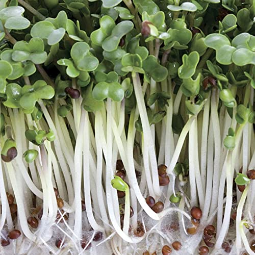 Todd's Seeds Sprouting Seed Mix; Broccoli, Radish, Alfalfa, Non-GMO, Chemical Free, High Germination (1/4 Pound)