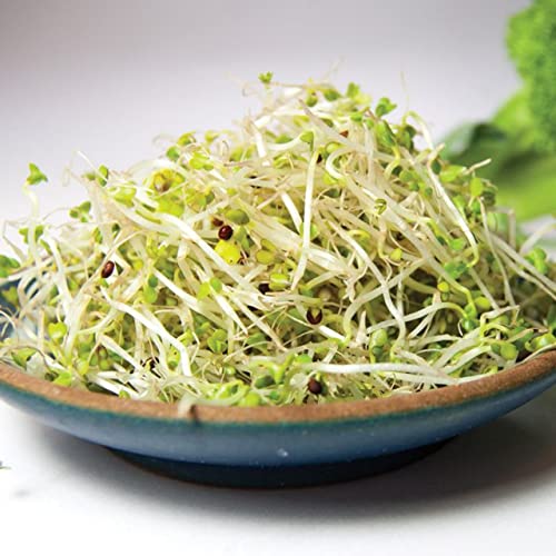 Todd's Seeds Sprouting Seed Mix; Broccoli, Radish, Alfalfa, Non-GMO, Chemical Free, High Germination (1/4 Pound)