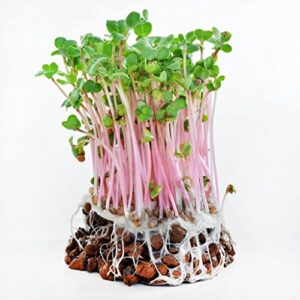 Todd's Seeds Sprouting Seed Mix; Broccoli, Radish, Alfalfa, Non-GMO, Chemical Free, High Germination (1/4 Pound)